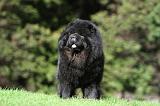 CHOW CHOW 616